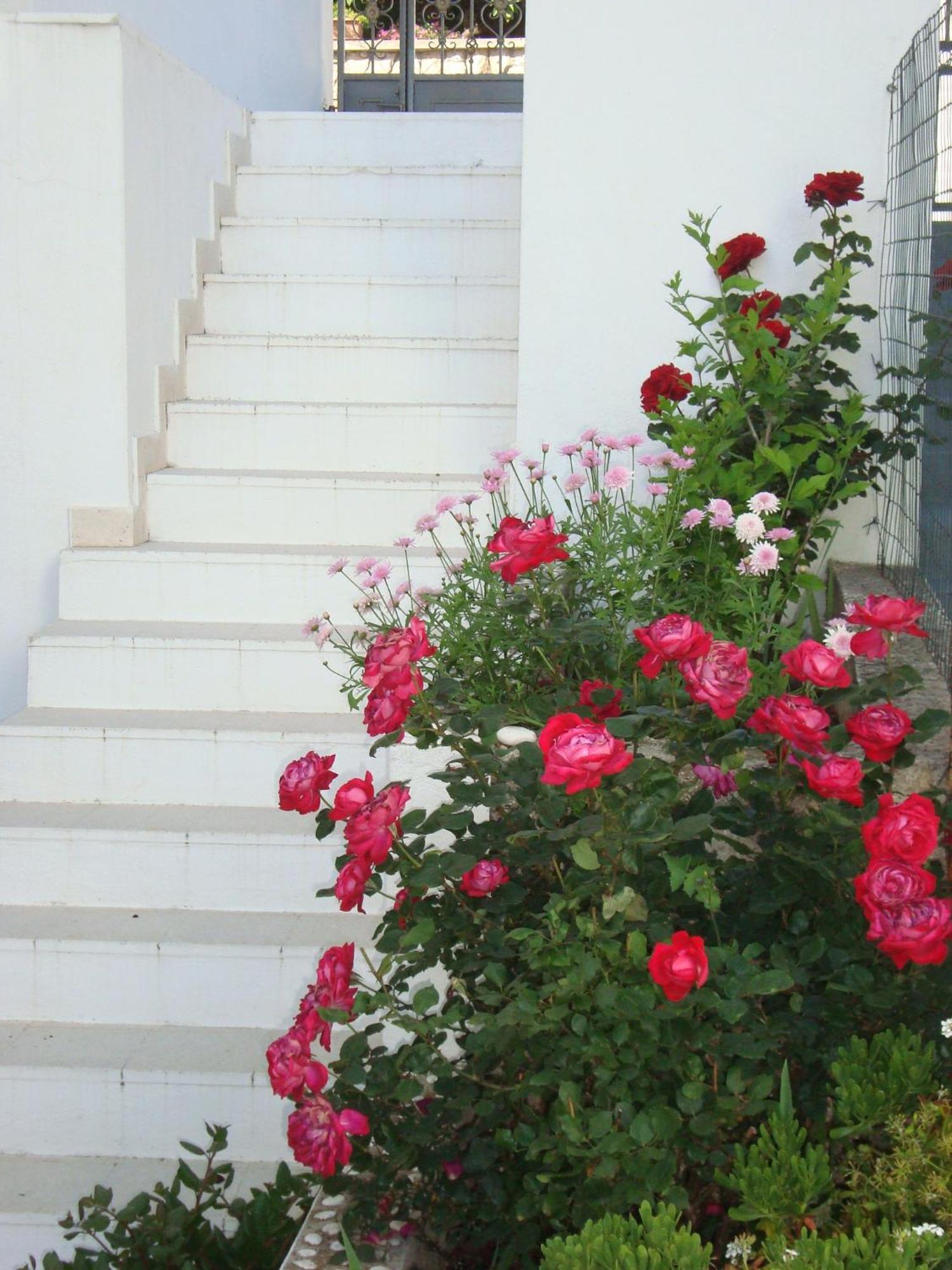 Guesthouse Iva هفار المظهر الخارجي الصورة