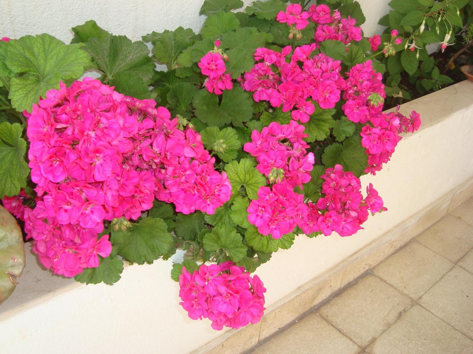 Guesthouse Iva هفار المظهر الخارجي الصورة